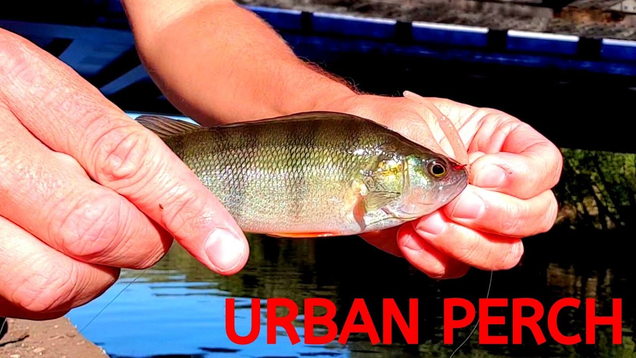 Walking the River Lea in London with lures