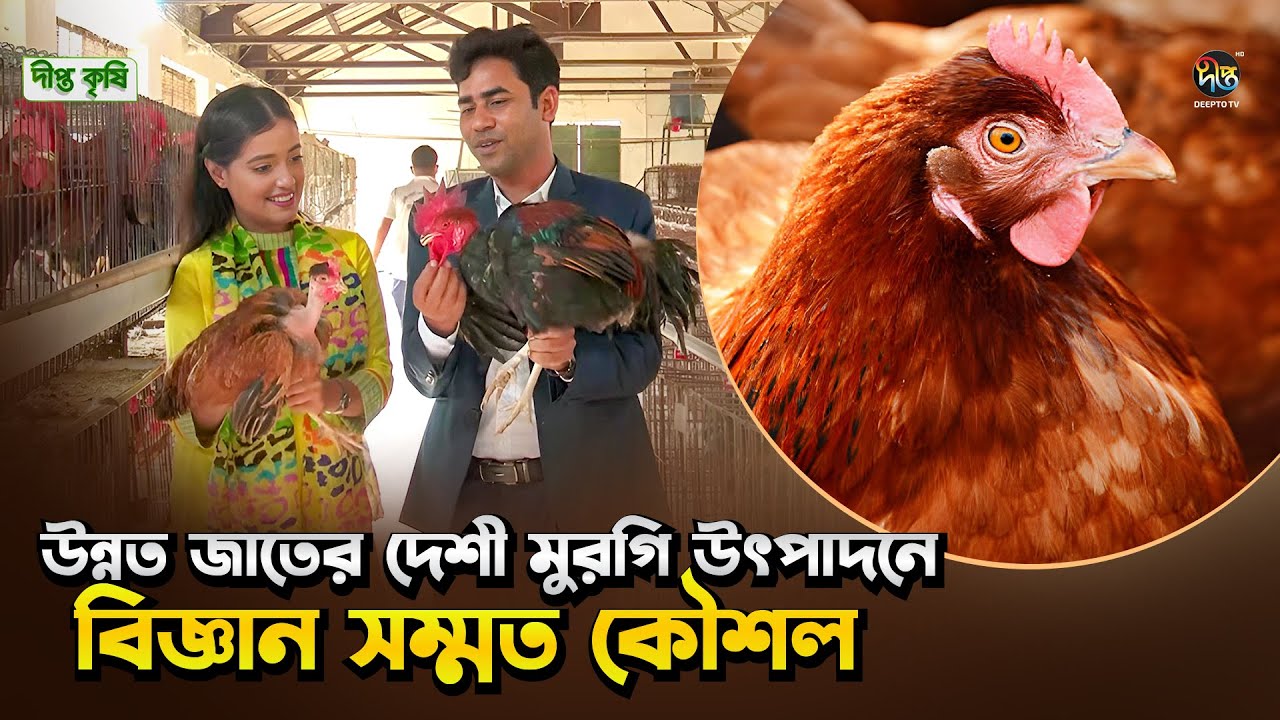 Deepto Krishi l উন্নত জাতের দেশী মুরগি উৎপাদনে বিজ্ঞান সন্মত কৌশল l Ep 1788 l DeeptoTV