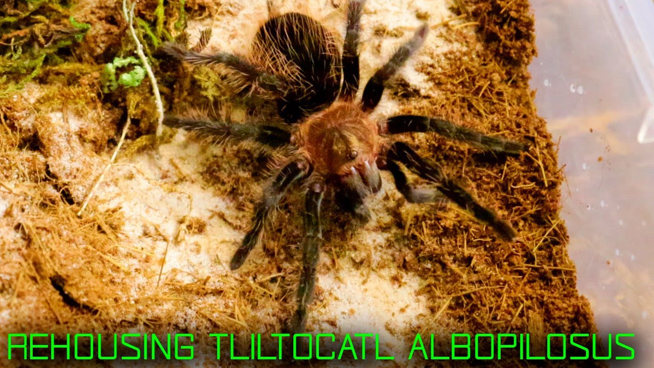 TARÁNTULA  DE PELO RIZADO | REHOUSING TLILTOCATL ALBOPILOSUS | NUEVO TERRARIO |