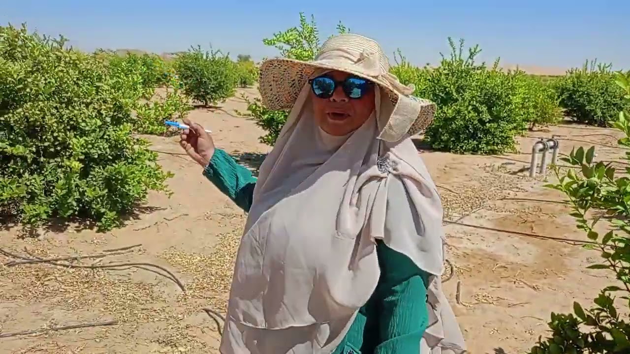 الوادي الجديد الفرافرة شجر الكمتري والليمون في شركة الفلاح 01122474189