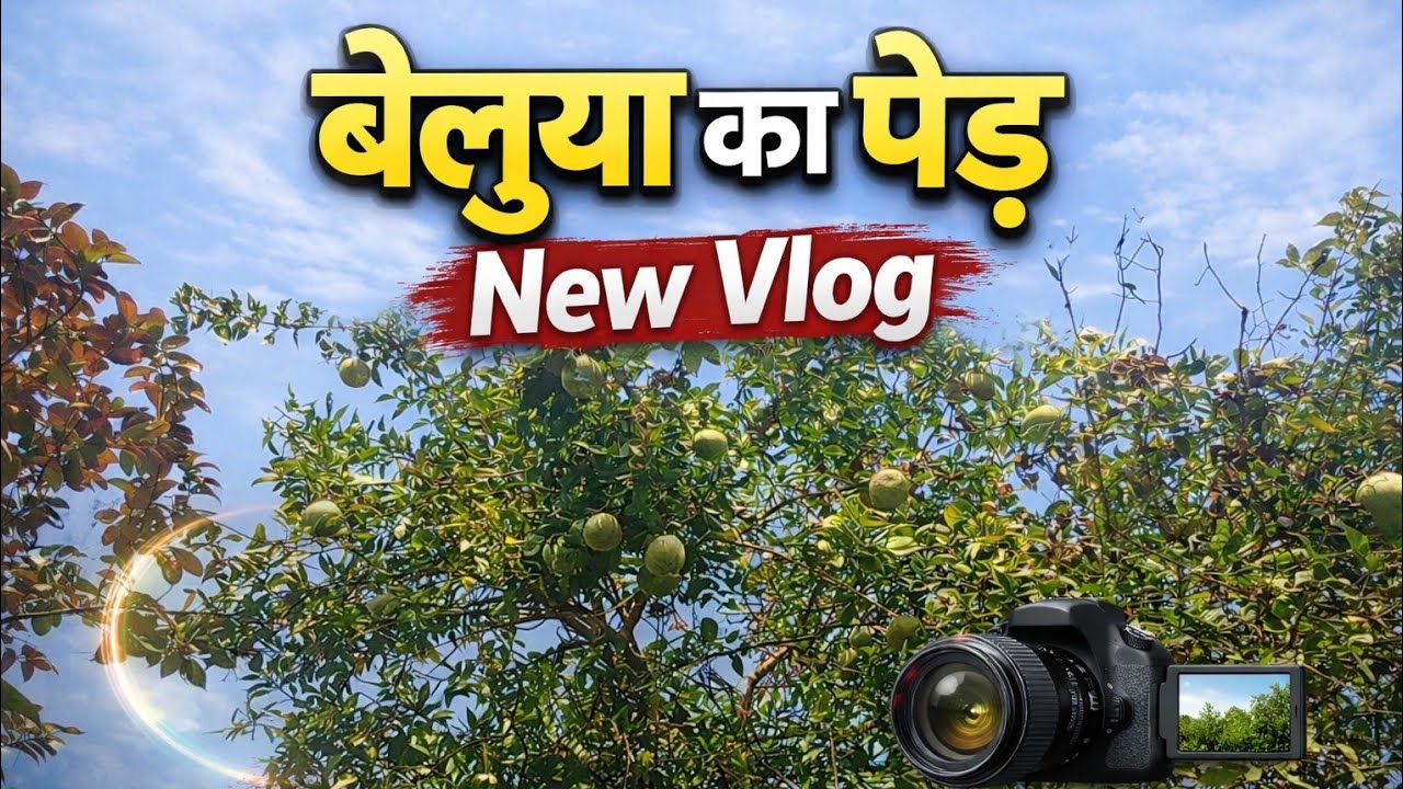 Ped se Tode amrud aur belwa 🌴 kacche amrud Tode | new new vlog in village 