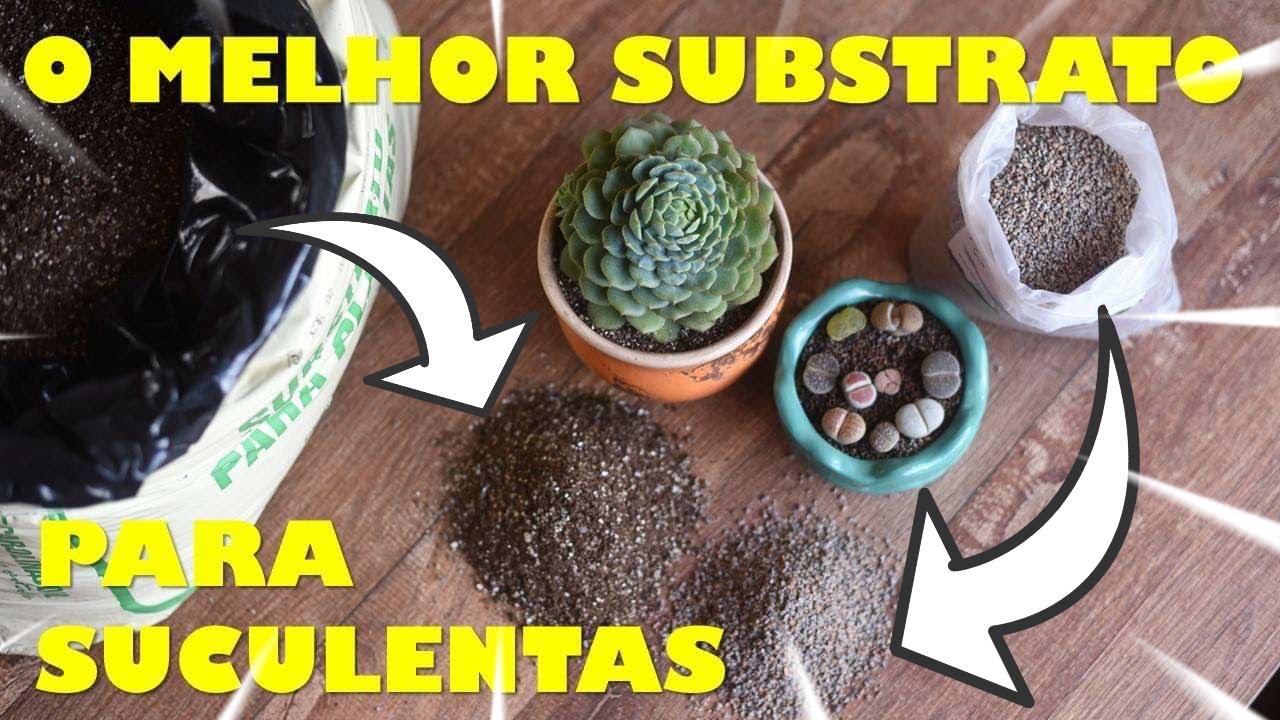 AKADAMA e CAROLINA SOIL substratos PERFEITOS para SUCULENTAS