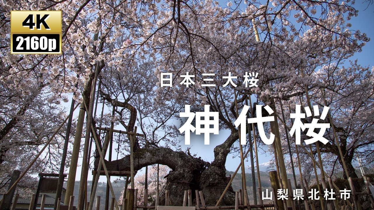 神代桜　日本三大桜　山梨　北杜市　superb view of japan.