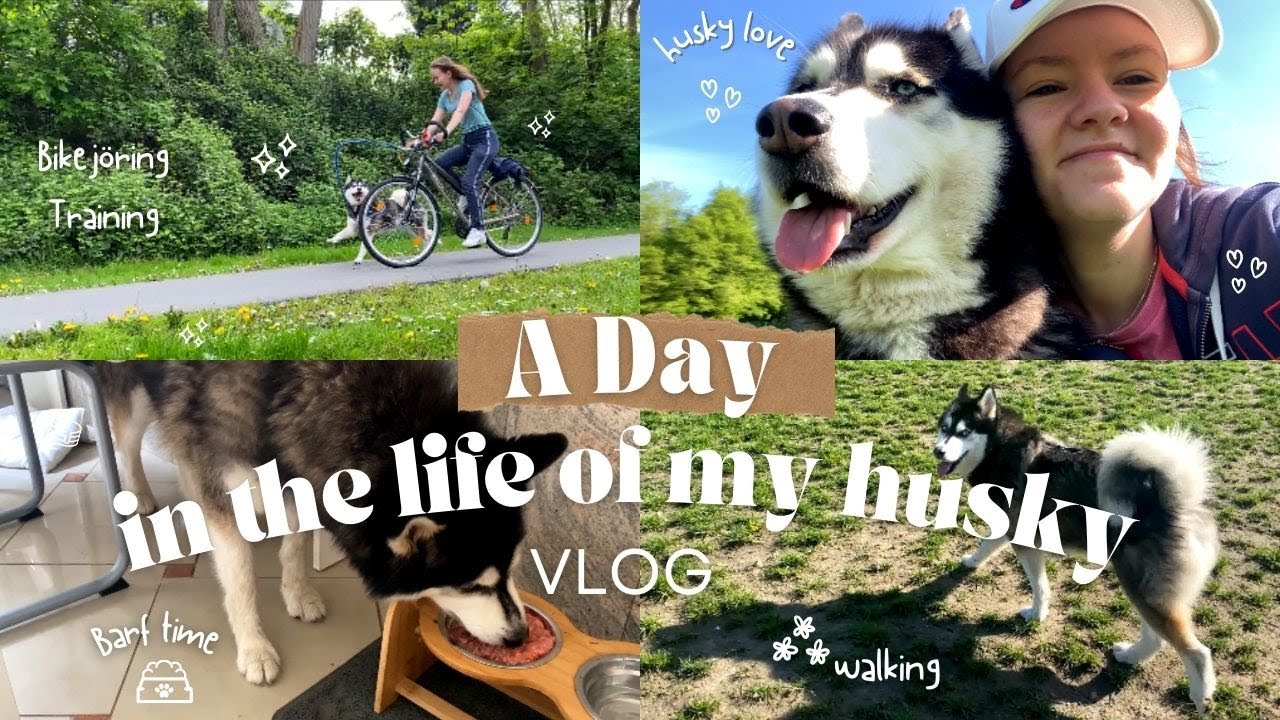 VLOG: A Day in the Life Of My Husky | Huskies Lifestyle