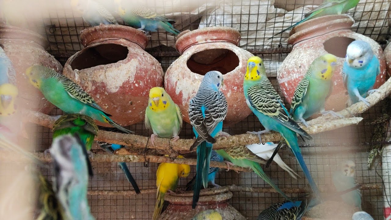 Lo Aa gaya Mere budgiesbird setup ka review #foryou #birdsbreeding #setupprogress #youtubeshorts 