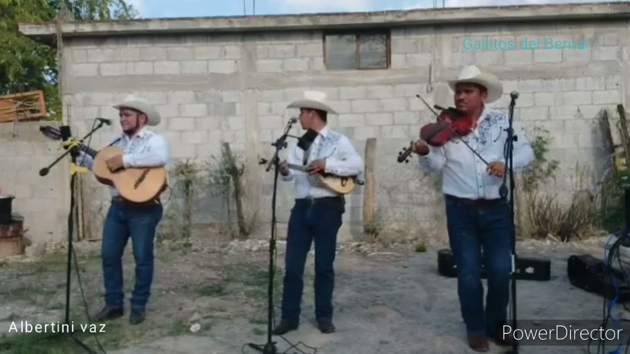 Gallitos del Bernal:  Acatitla Teña(cumbia 2021)