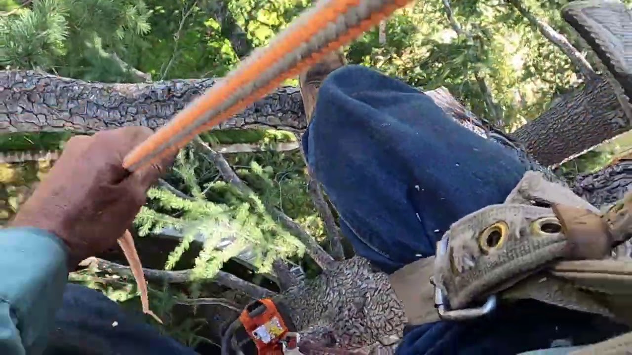 How to read a tree