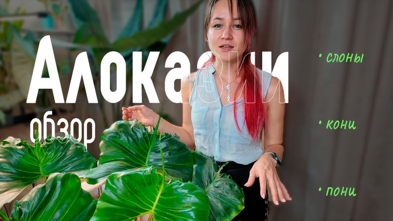Мои АЛОКАЗИИ / обзор сортов &rarr; слоны, кони и пони