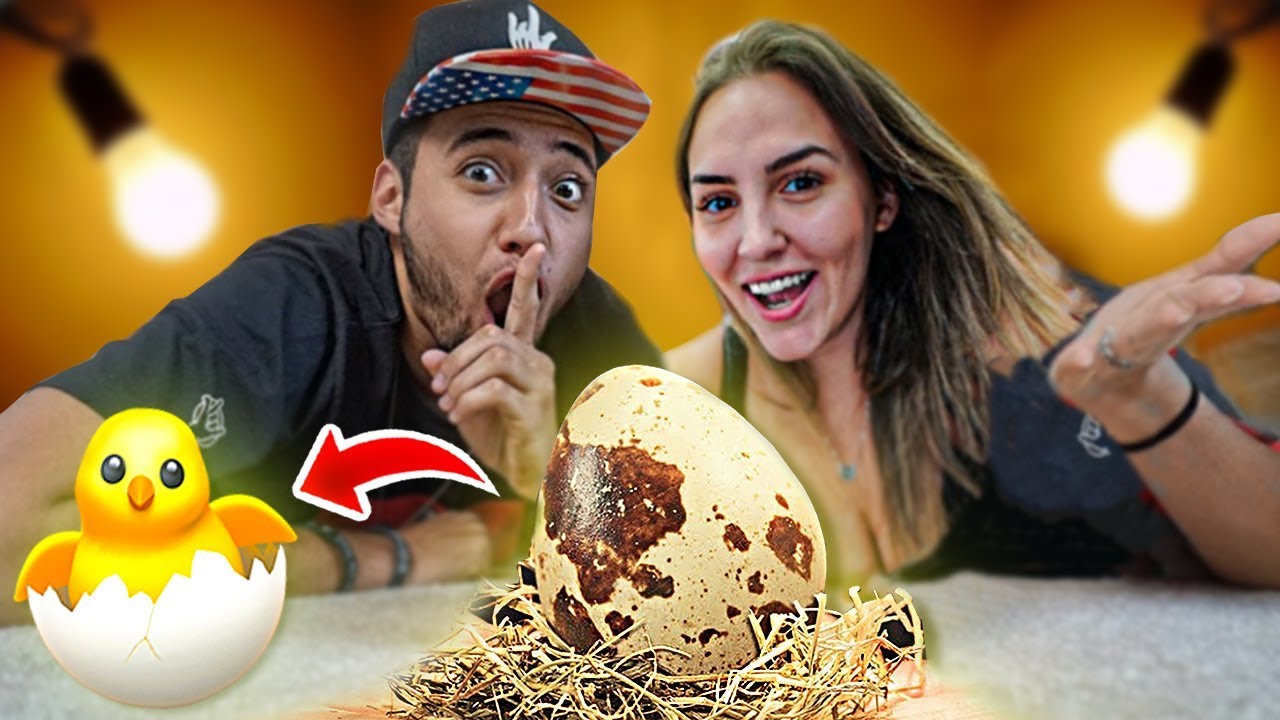 VAMOS COMEÇAR UMA NOVA FAMÍLIA *incubando ovos*