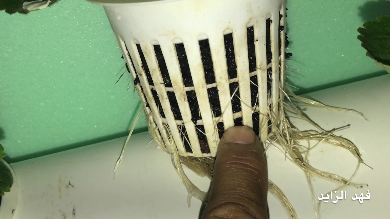 سؤال وجواب عن #الزراعة_المائية رقم ٤