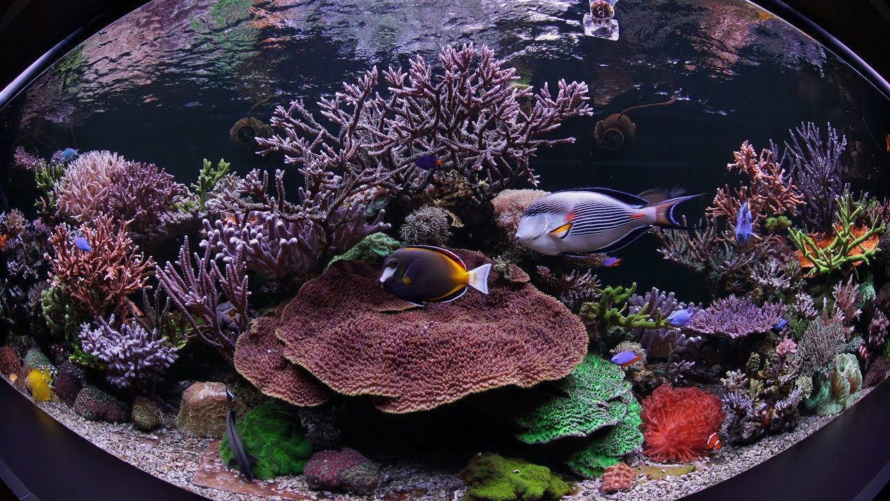 Viking`s reef tank in Russia 2018 (Long version)