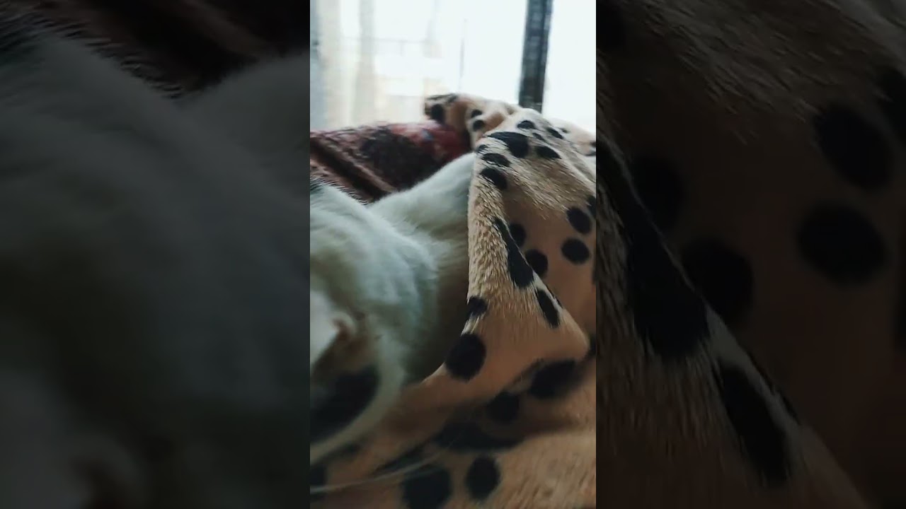 Ha fatto già i conti 😅😅😅 #italiangetaway #gatti #shortvideo