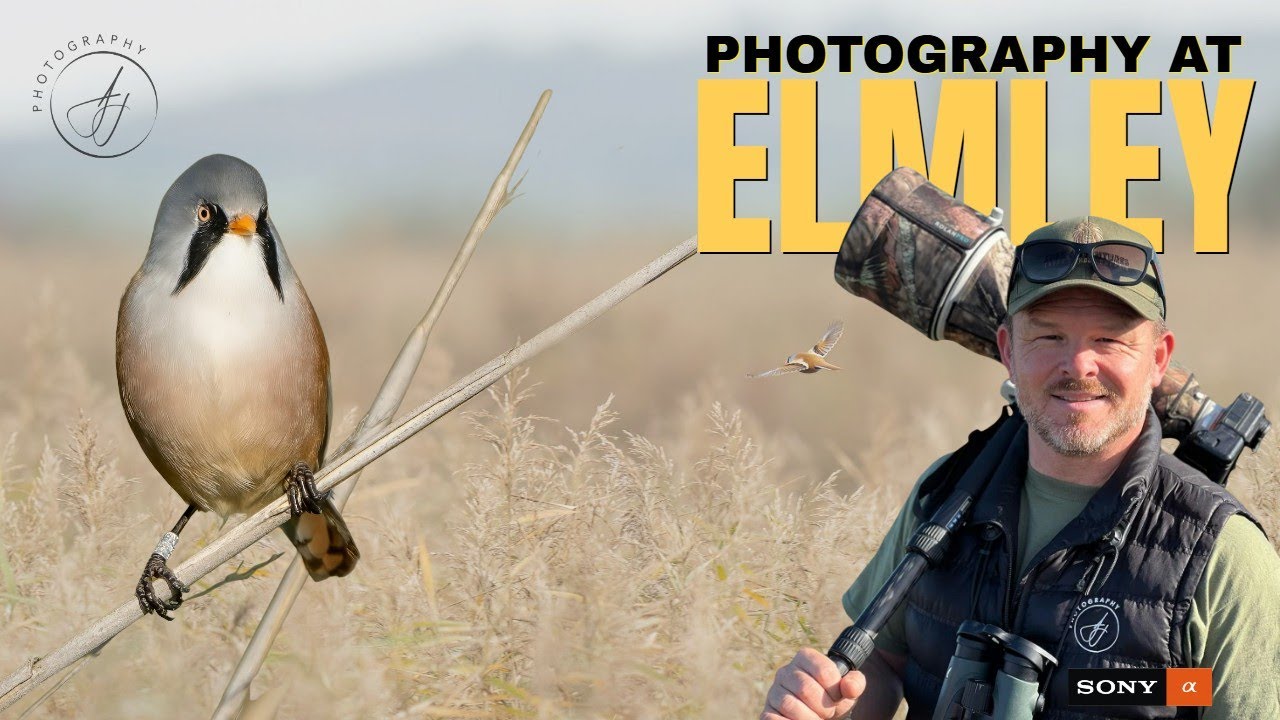 Wildlife Photography at Elmley Nature Reserve || Hen Harrier & Bittern || Sony A1 & 400mm f2.8 GM