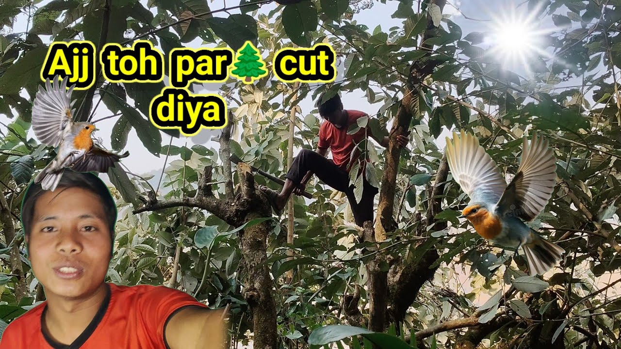 Aaj toh par🌲 cut diya# local life style!