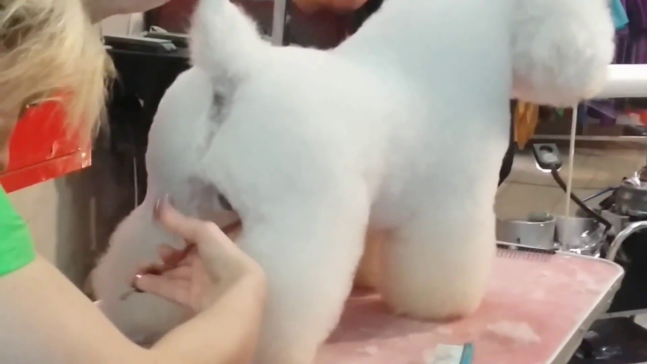 Toelettatura bichon frisè parte 2