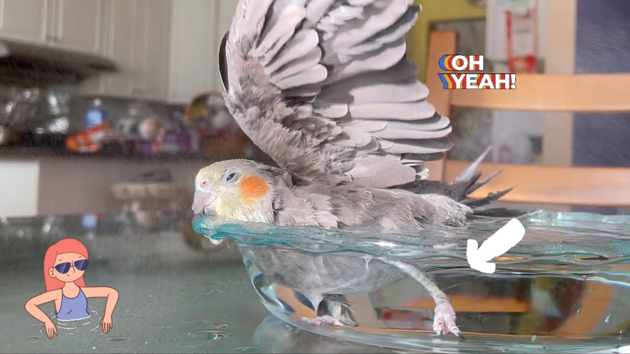 wash your potato 🥔 | cockatiel spa day bath and spray vlog