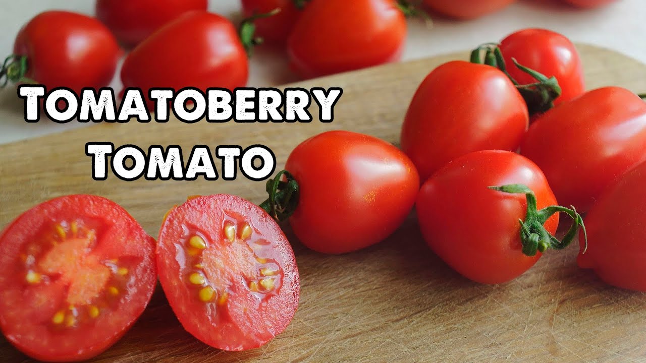 Tomatoberry Tomato