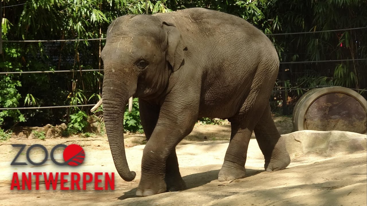 ZOO Antwerpen 2022