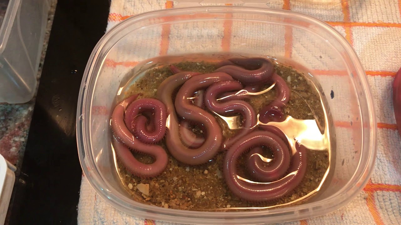 Conservar cebo en nevera de casa
