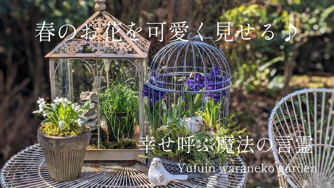 【2024早春Vlog】春のお花を可愛く見せる/幸せ呼ぶ魔法の言霊