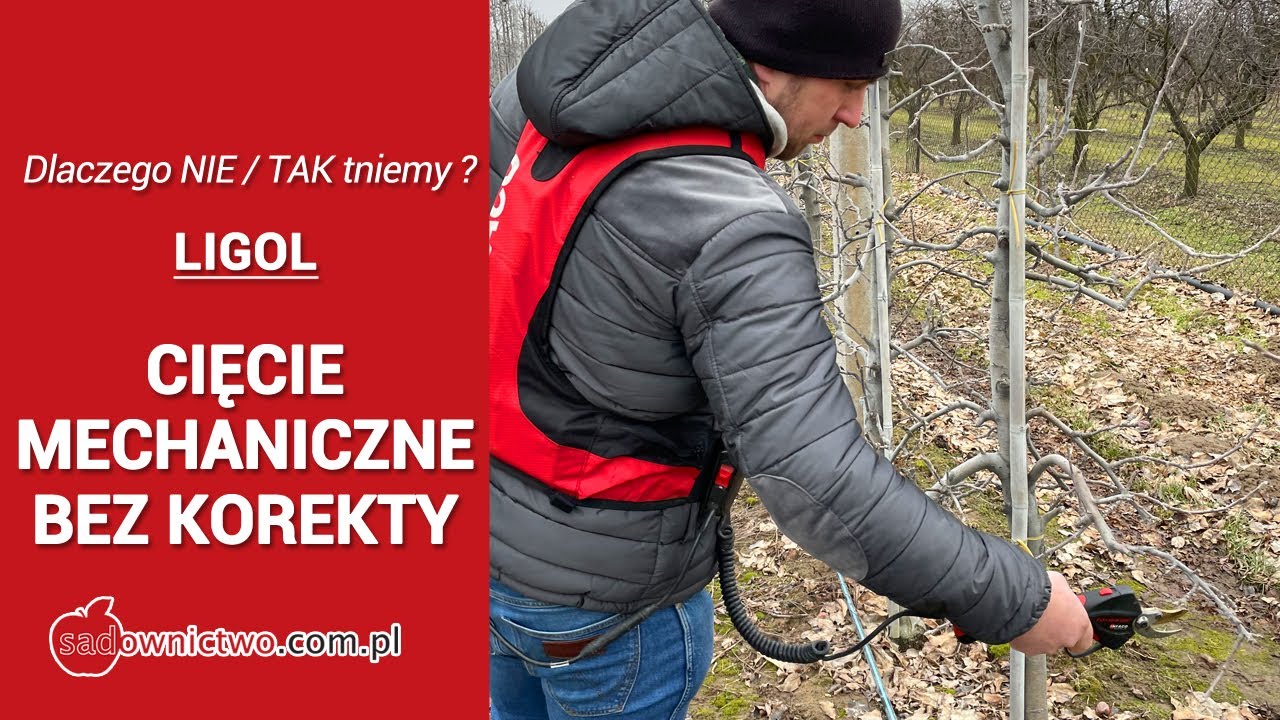 Ligol - TYLKO cięcie mechaniczne ? - Dlaczego NIE / TAK tniemy ?