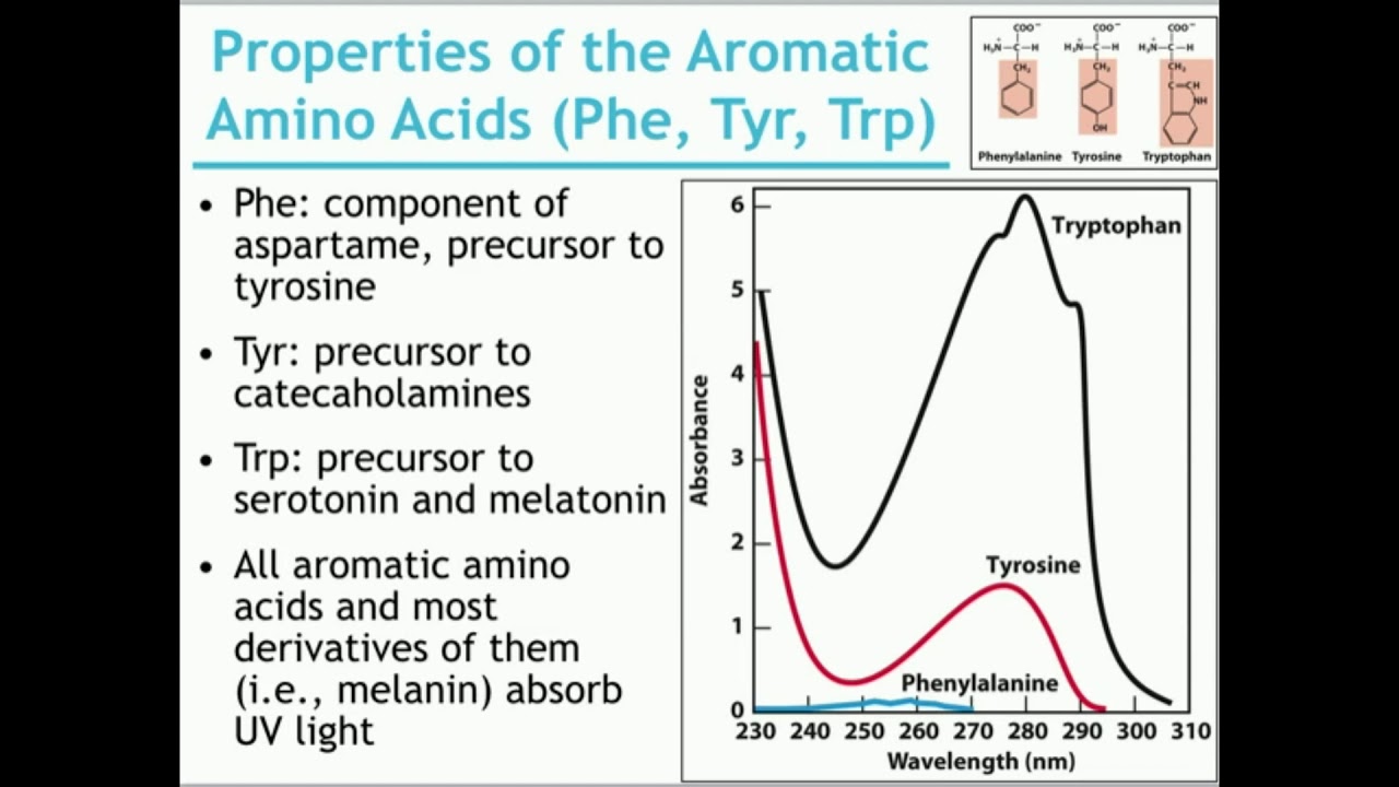 Basics of Amino Acid Structure (Part 2)