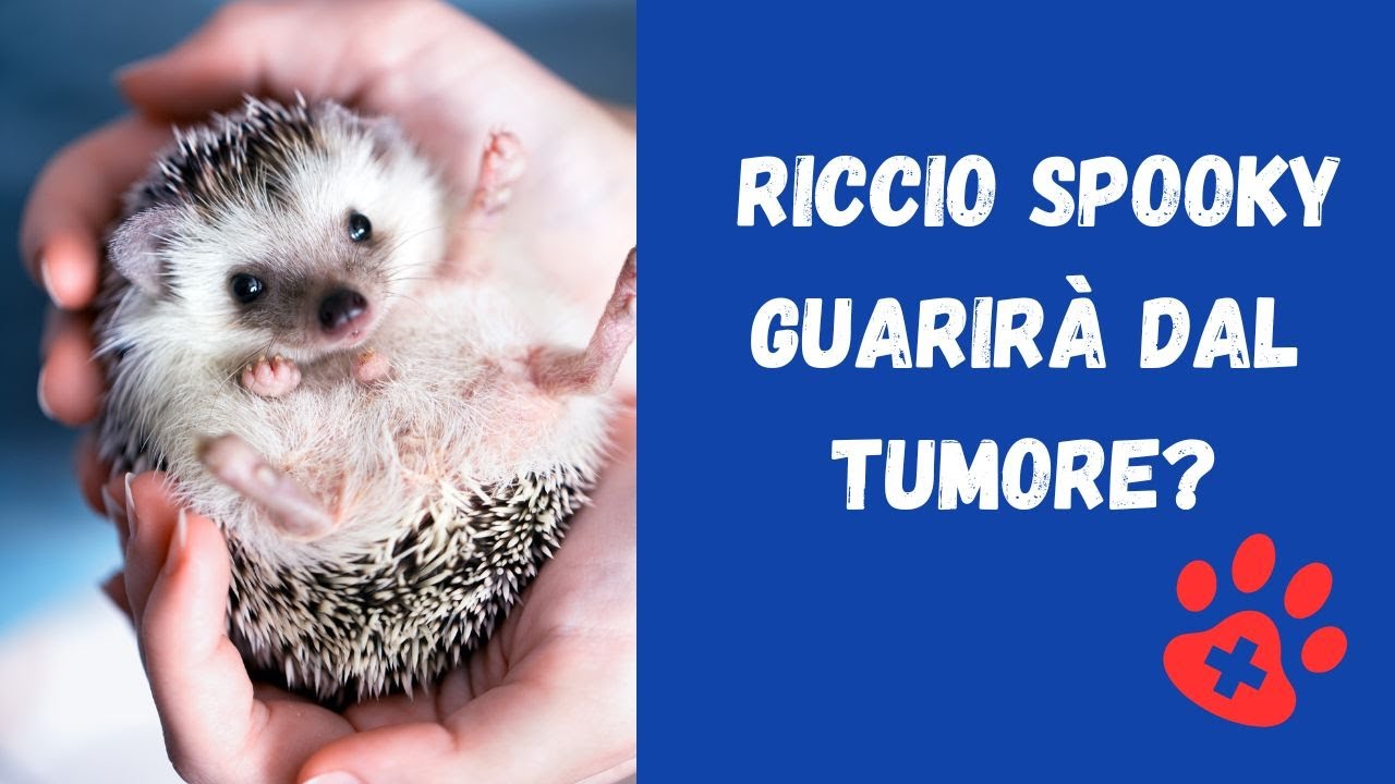 OPERANO IL TUMORE DI RICCIO SPOOKY!