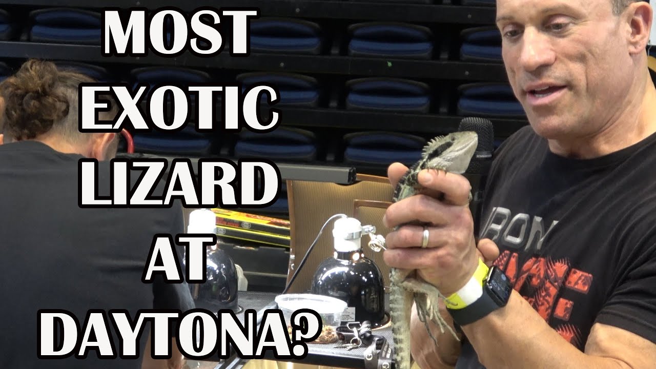AUSTRALIAN WATER DRAGONS:  EVERYTHING YOU NEED TO KNOW!