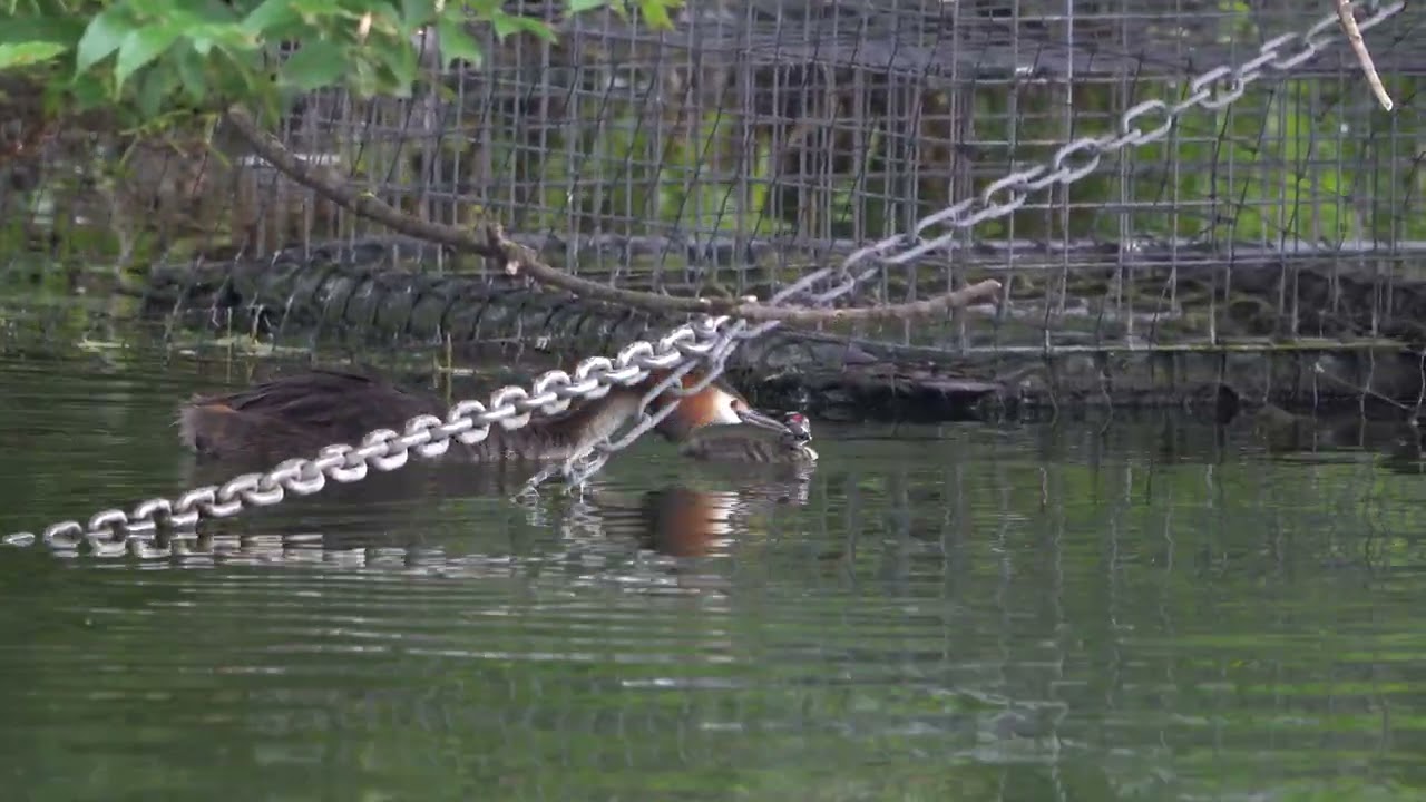 New Great Crested Grebe chick at the island