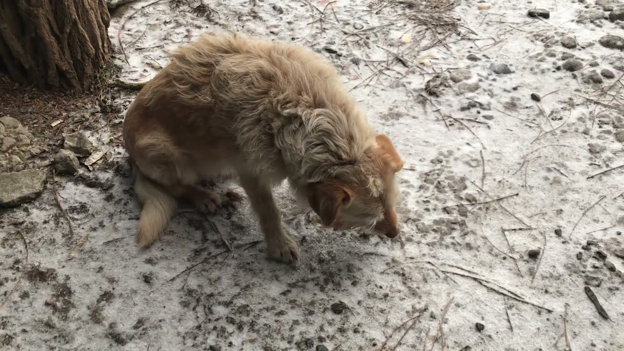 The beautiful cat Larisa came to visit the man in the morning.