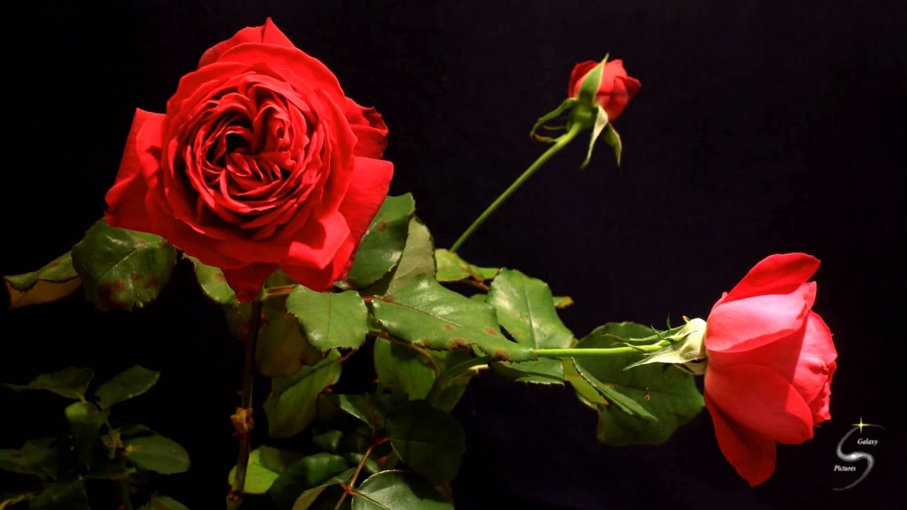 Three Roses Timelapse