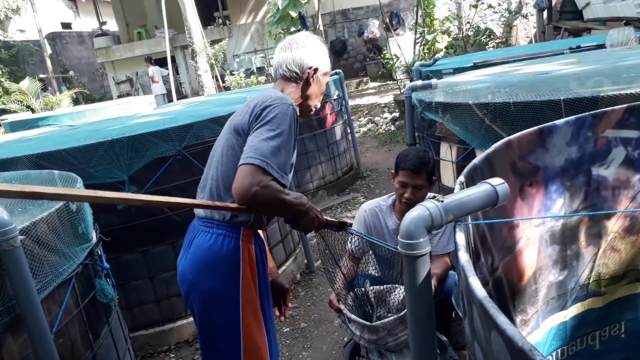 BUDIDAYA IKAN GABUS TRENGGALEK | EDISI !!! MENJUAL HASIL PANEN