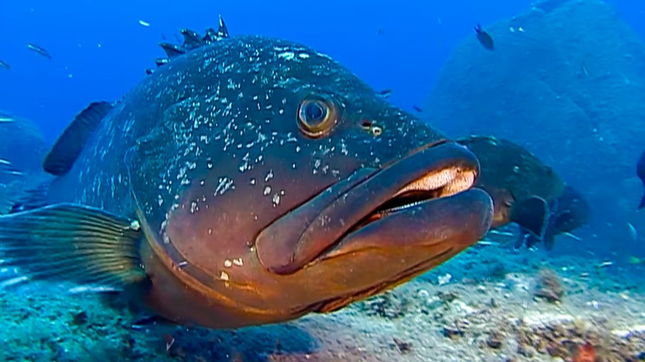 Port-Cros, sanctuaire des créatures de la méditérannée