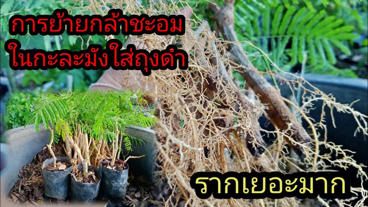 การย้ายกล้าชะอมที่ชำด้วยทรายใส่ถุงดำ#ชะอมรากเยอะมาก
