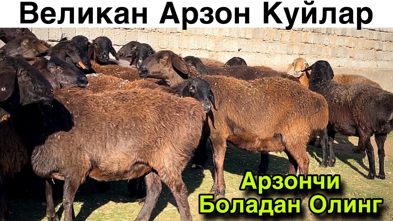 Тоза Каштанлари! ☎️+998 99 972 4997
