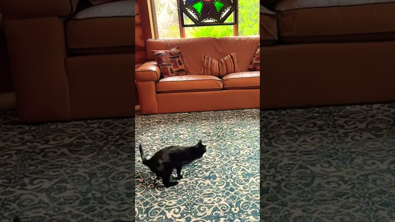 Unwind with a cat playing ❤️🐈&zwj;⬛ #shorts #cat #asmr