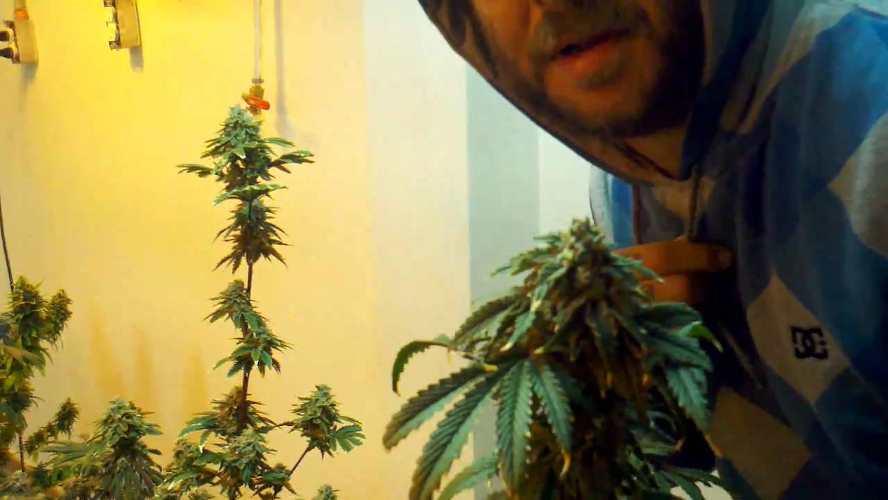 Kushmen INDUSTRIES Blackberry Kush