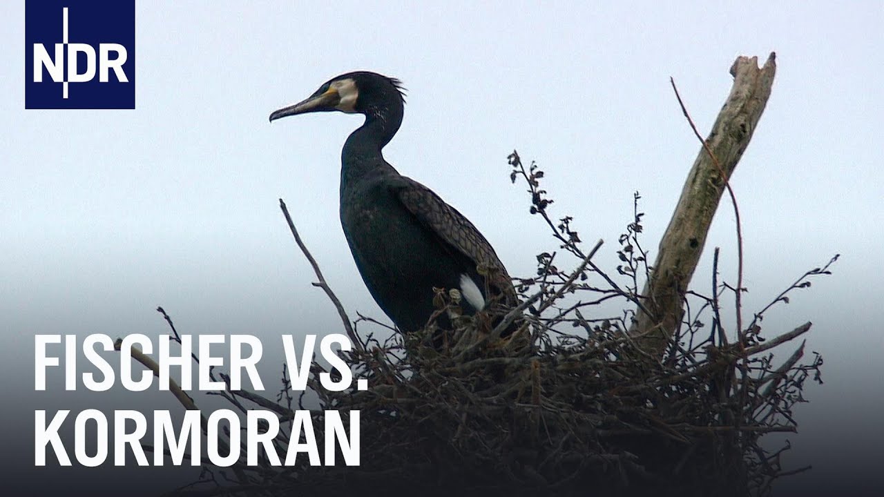 Kormoran-Invasion in MV | Die Nordreportage | NDR Doku