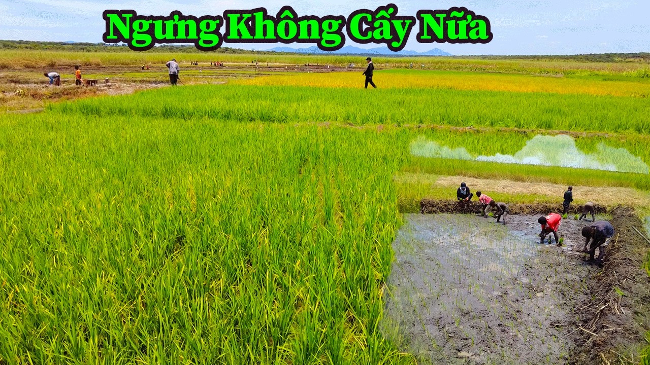 Quang Dũng || Mọi Người Cứ Chuẩn Bị Nhiều Đất , Hạt Giống Anh Em Cháu Sẽ Hỗ Trợ Nhé !