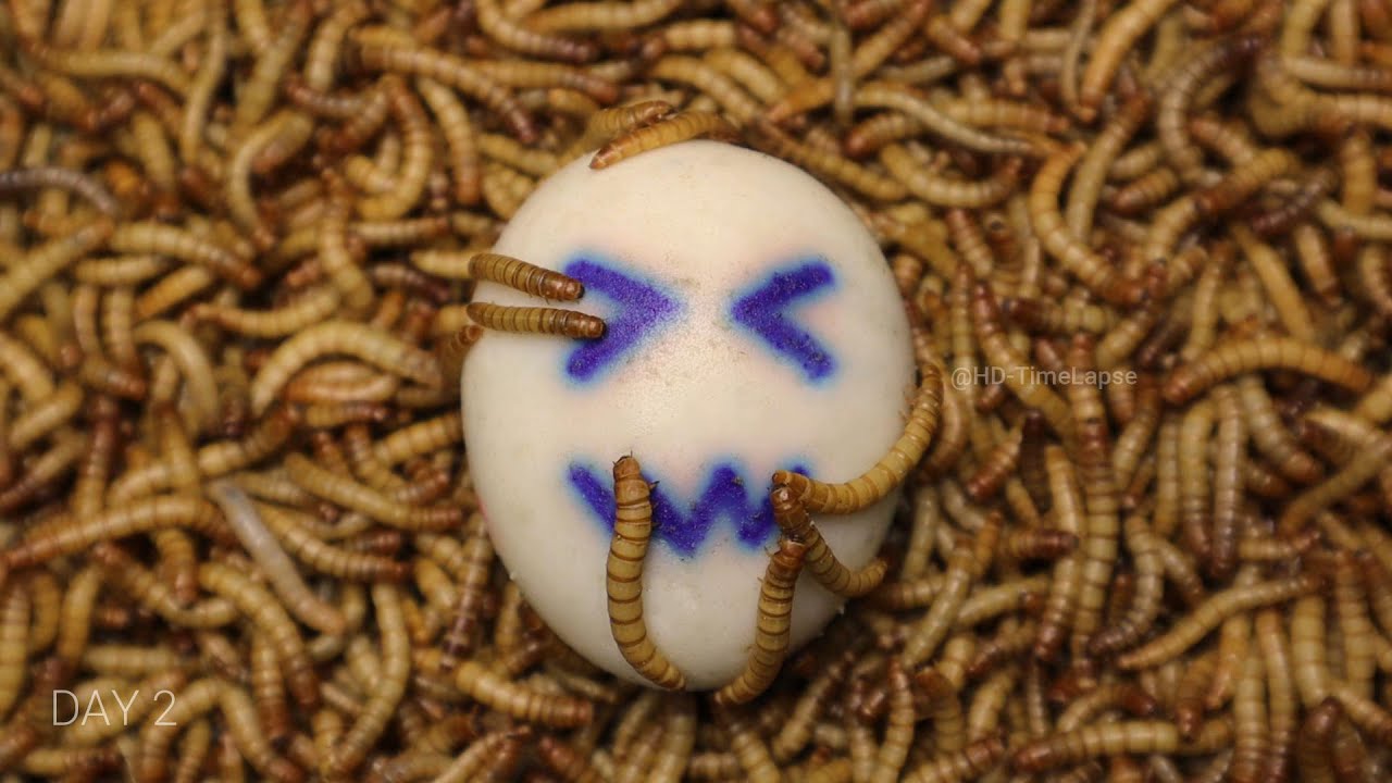 Mealworm VS Egg - 3 Days in 2 Minutes Timelapse