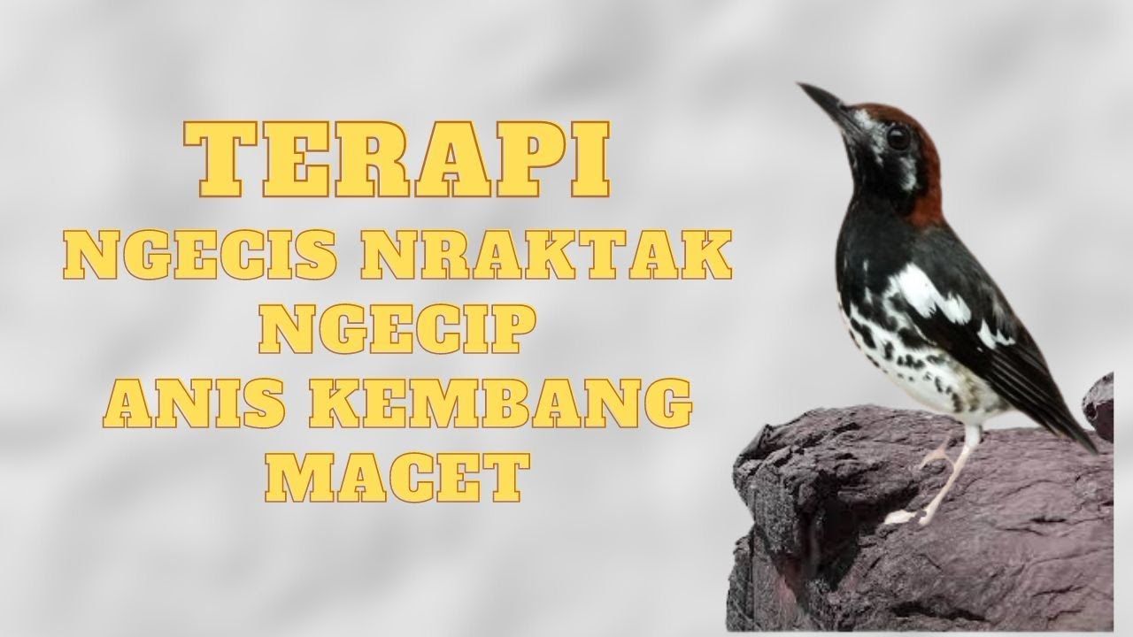 SUARA TERAPI NGECIS NGECIP NRAKTAK ANIS KEMBANG