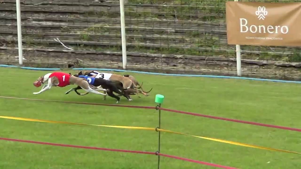 GRAND PRIX - TOROWE WYŚCIGI CHART&Oacute;W 31.05.2025 BYTOM, CCWC finały whippet   0232