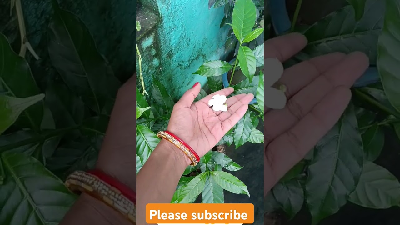 #garden #shortsfeed #shorts #chadani #flowers #poonamk.garden #kabutari #song #shortvideo #like