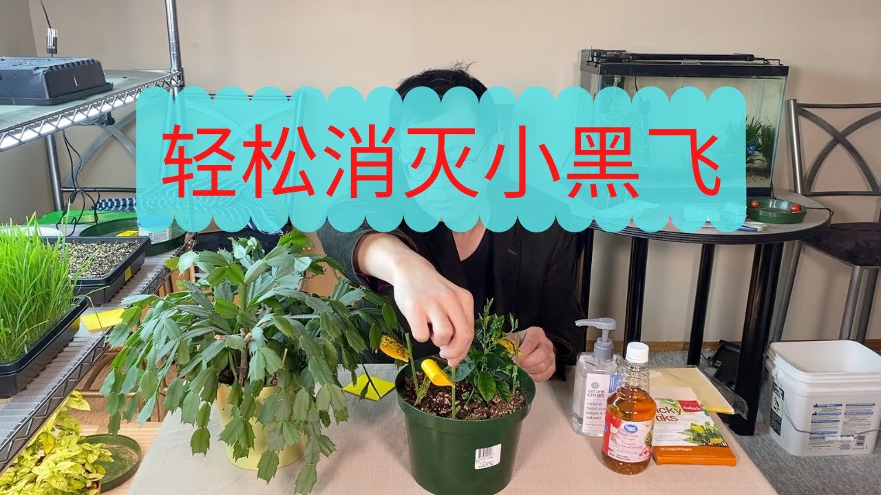 轻松消灭小黑飞:如何控制小黑飞繁殖，最有效清除小黑飞的方法