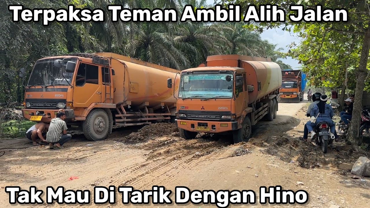 Kucing Oren Terpaksa Ambil Alih Jalan Karena Teman Tak Mau Di Tarik Dengan Hino