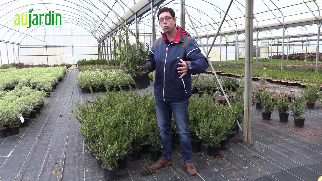 Le SARCOCOCCA, un ARBUSTE aux FLEURS très PARFUMÉES en HIVER - Conseils de culture