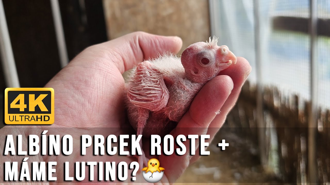 🔴[4K ] Albino už roste! Brzy si ho vezmeme domů 🍼 + Máme lutino mládě?│KorelyEu