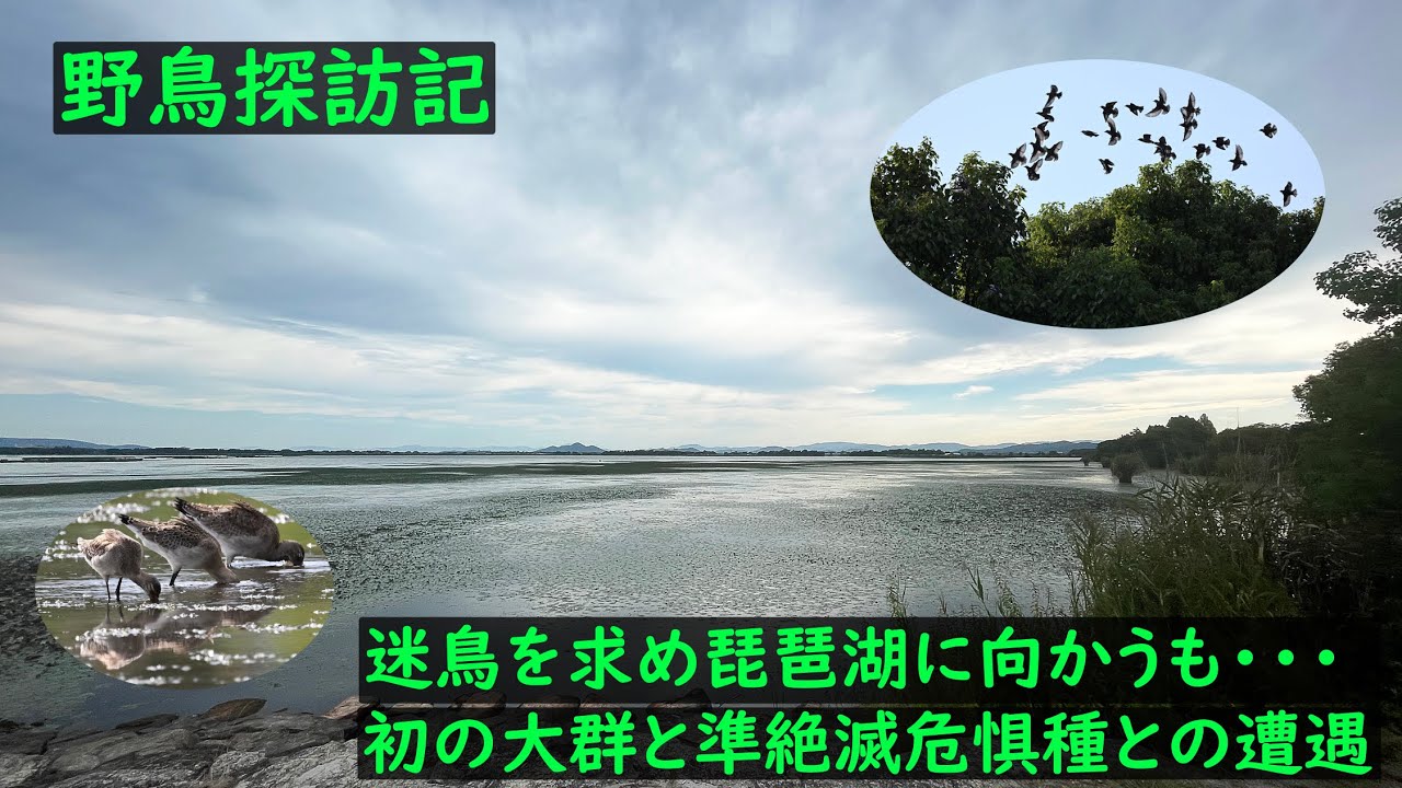 野鳥探訪記 迷鳥を求め琵琶湖に向かうも・・・　初の大群の鳥や準絶滅危惧種に出会う