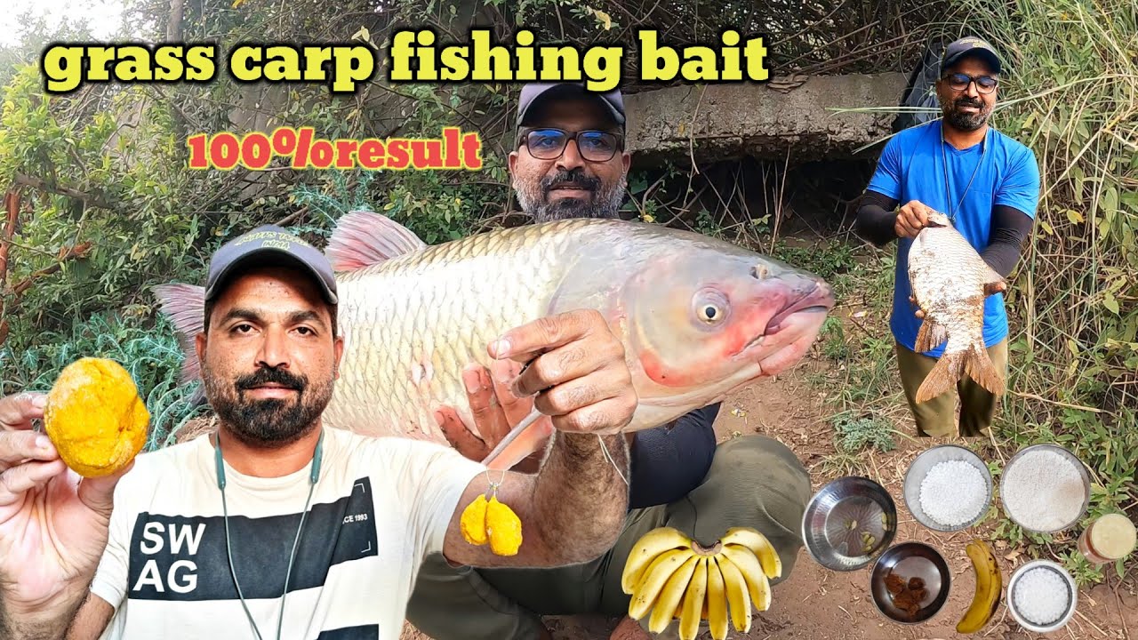 ग्रास कार्प और परग मछली का चारा कैसे बनाएं। grass carp fishing bait 100% result milenga