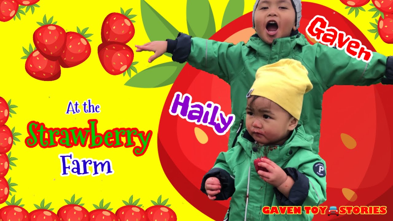Gaven and Haily at the Strawberry Farm!🍓 | GAVEN TOY🚘STORIES